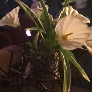 Meet your Posher, Theresa